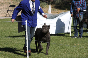 cane corso show dog